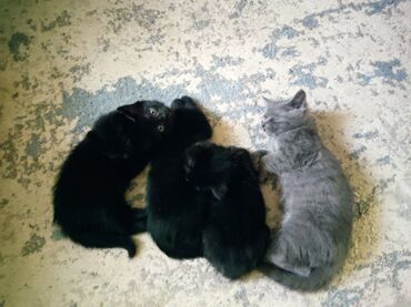 цыплят брама: Милые котята ищут дом 🐱💞 Им 2 месяца, здоровые, обработаны от глистов
