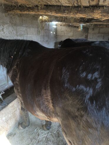 мышык каракол: Сатам | Бээ (ургаачы) | Союуга