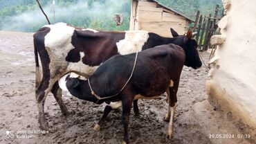 heyvan bazari inekler: Satılır isdiyen boyursun