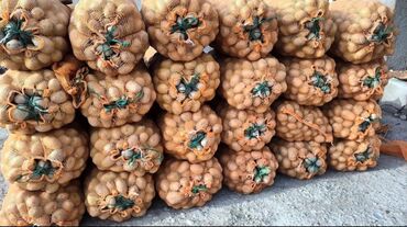 картошка семина: Картошка Пикассо, Оптом