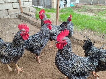 купить хорька в баку: Xarkov xoruzlar.7 aylig