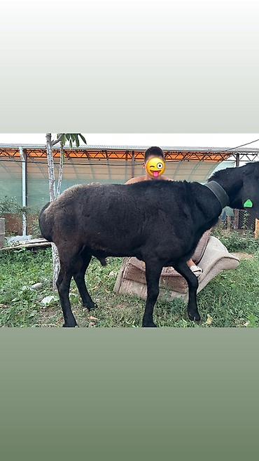 куры простые: Продаю | Овца (самка) | Для разведения — 1