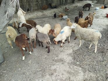 bakida cins ineklerin satisi: Erkək, Qala, il: 1, 10 kq, Damazlıq, Ünvandan götürmə