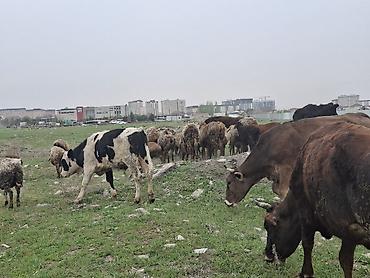 Коровы, быки: Продаю | Корова (самка) | Для разведения — 6