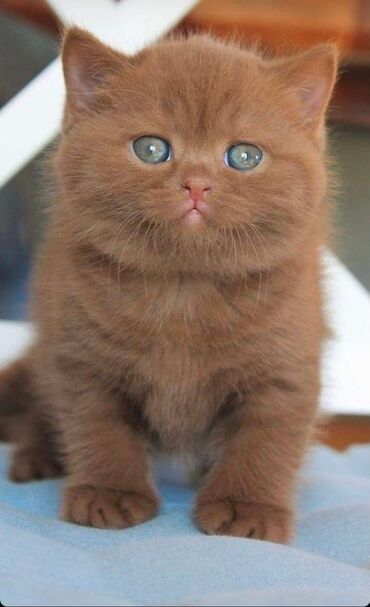 британские котята черные: Britan, Dişi