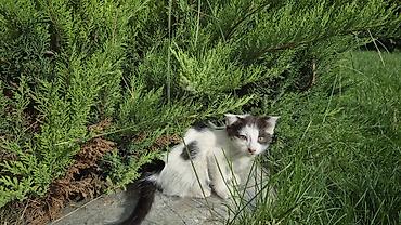 мини кошка: Котёнок, бело‑чёрный, короткошёрстный. На белой шерсти выраженные — 7