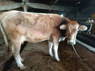 объявления о найденных собаках: Продаю | Корова (самка) | Швицкая | Для молока, Для разведения | Осеменитель, Племенные, Стельные