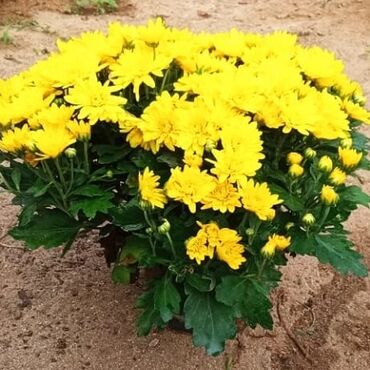 Otaq bitkiləri: Xrizantema payızgüllərinin topdan və pərakəndə satışı. Qiymətlər — 5