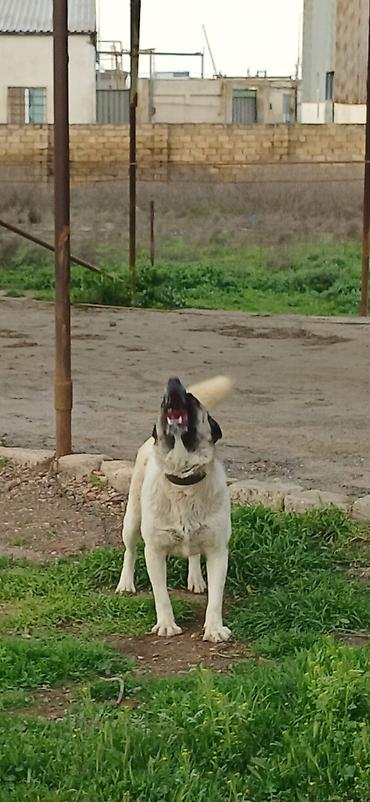 İtlər: Qurdbasar, 10 ay, Dişi, Peyvəndli — 7