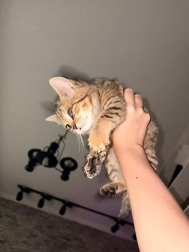 котенок даром: 1 месяц, Мальчик, Приучена к лотку — 2