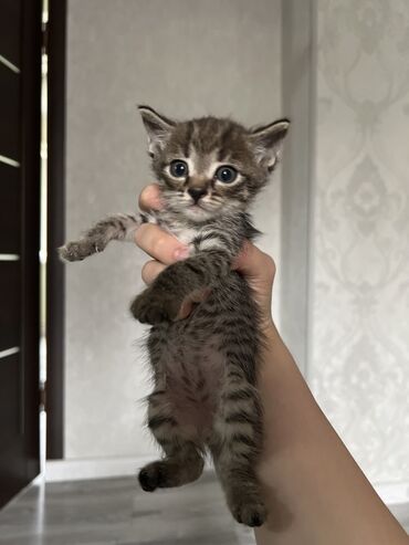 Продажа кошек: Бенгальская, 1 месяц, Мальчик