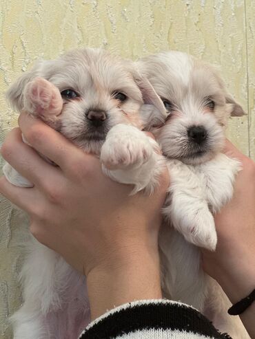 İtlər: Maltipu (Maltese x Pudel) balaları - Cins: Maltipu – hipoallergen — 3