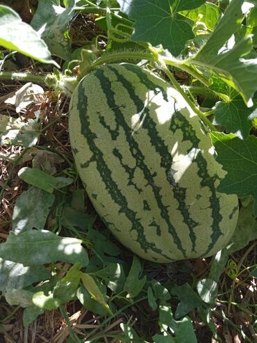 Другие услуги: Ищу бизнес партнера, инвестора, для выращивания овощей (открытый — 4