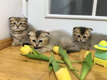 шотландская вислоухая кошка цена в баку: Золотая шиншилла, Самец, Самка, В добрые руки