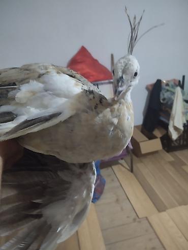 ov quşları: Məhsul: Paun (tovuz quşu), yüngül krem-ağ və boz-qəhvəyi rəng — 2