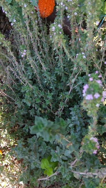 Toxumlar: Həyət gülleri. 90növ çesid var! — 12