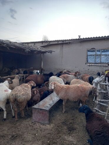 сколько стоит порода собаки доберман: Продаю | Овца (самка) | Полукровка | Для разведения | Матка