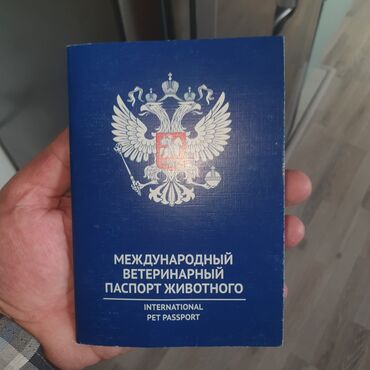 İtlər: Mops, 5 ay, Erkek, Sənədli — 8