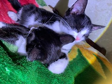 кошки сиамская: Кошка даром: Беспородная, 4 месяца, Девочка, Приучена к лотку — 5