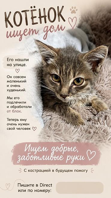 кошки бишкек: Котёнок в поиске дома - Маленький, худенький, ласковый малыш, найден — 1