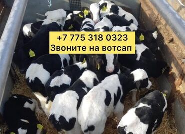 Коровы, быки: Продаю | Корова (самка), Бык (самец), Тёлка | Полукровка, Ангус, Герефорд | На откорм, На забой, Для разведения | Племенные, Осеменитель, Стельные