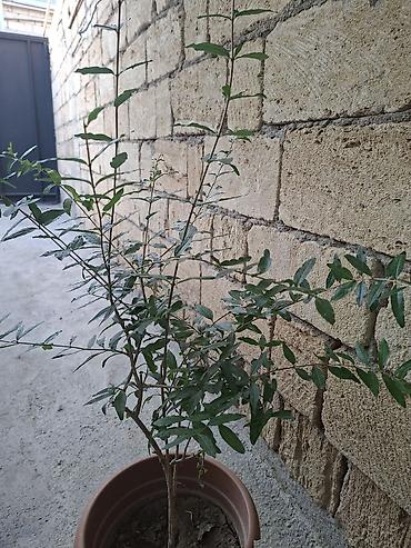 xoruz otu bitkisi: Qabda nar tingi (Punica granatum) Gülövşə nardır. Al qırmızı iri — 3