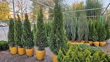 Семена газона: Газонные семена и почвосмеси для газона - Марки: Green Field — 5