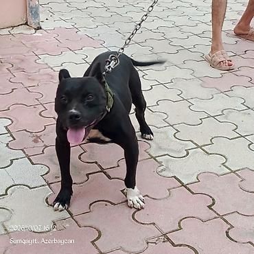 itlər afcarka: Pitbul, 7 ay, Erkək — 4