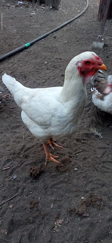 Птицы: Продаю Инкубационное яйцо Чисто кровных даканов разных пород: Китаец — 13