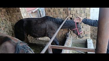 куплю лошать: Продаю | Кобыла (самка) | Для разведения — 2