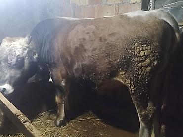 mal bazarı: - Məhsul: Erkək mal-qara (öküz). - Cinsi: Simmental tipli qarışıq. - — 1
