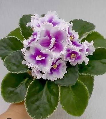 Фиалки и глоксинии: 🌱🌺🌱 Продаю сортовые ДЕТКИ стандартных, трейлерныхмини и полумини — 31