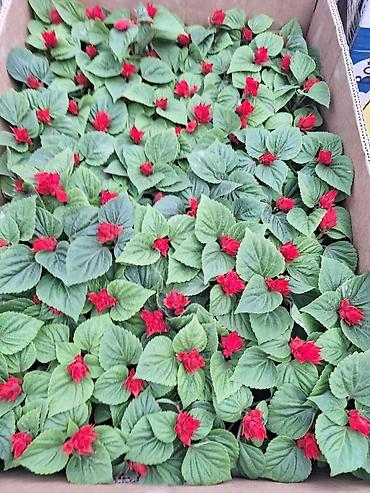 Другие садовые цветы и кустарники: Только оптом.По штучно не звонить.Рассада однолетних цветов для клумб — 4