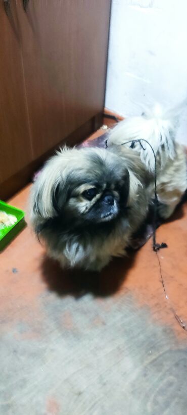 İtlər: Pekines, 7 ay, Erkek, Peyvəndli, Ödənişli çatdırılma