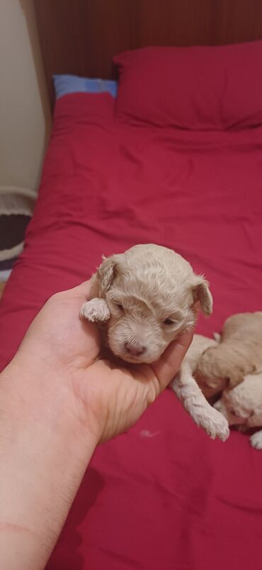 İtlər: Pudel, Dişi, Peyvəndli, Ödənişli çatdırılma — 4