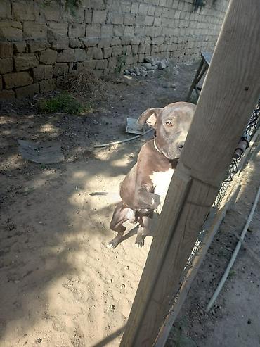 pitbul itlər: Pitbul, 2 il, Erkək, Ünvandan götürmə — 2