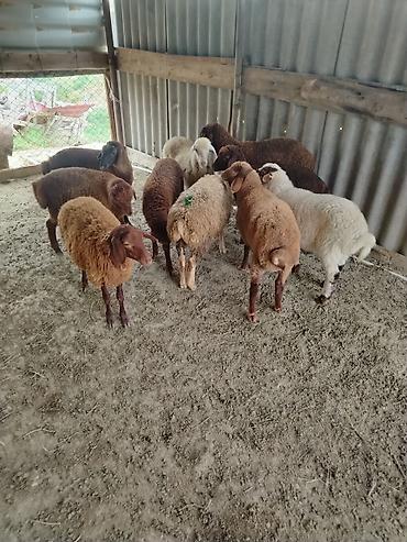 akvarium baliq bazari: Yaxın ərazilərə pulsuz catdırılma var hamısı erkəy — 3