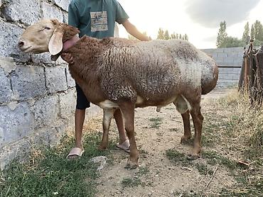 дакан кареец: Продаю | Баран (самец) | Арашан | Для разведения | Осеменитель, Племенные — 4