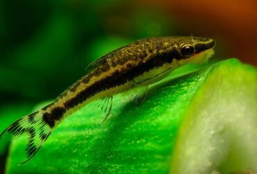 akvarium qiymətləri: Alıram!!! Отоцинклюс - Otocinclus Catfish Гиринохейлус -