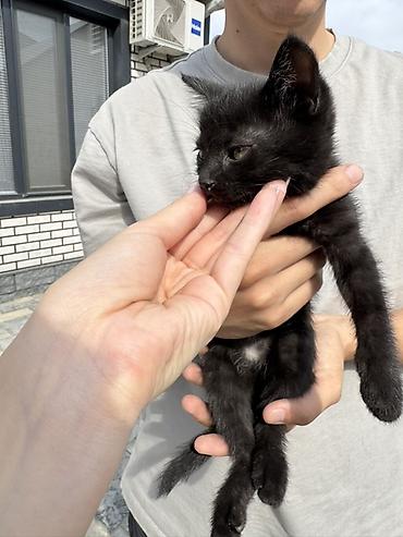 Отдам даром кошку: Кошка даром: Беспородная, 2 месяца, Мальчик — 5