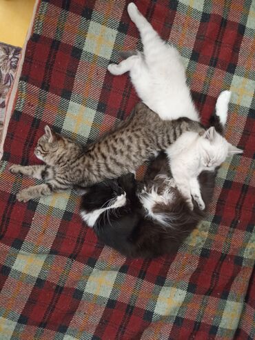 Продажа кошек: Котята . отдам в хорошие руки. - На фото — помет из трёх котят: два — 12