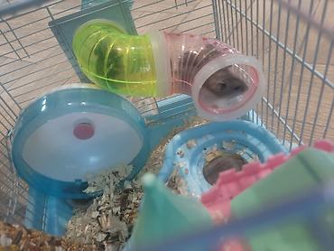 Hamster ailəsi yuva ile birge satilir.umumilikde 5 i kicik olmaqla