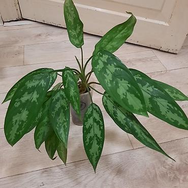 шеффлера: Комнатные растения в декоративных горшках: 1) Шеффлера (Schefflera — 9