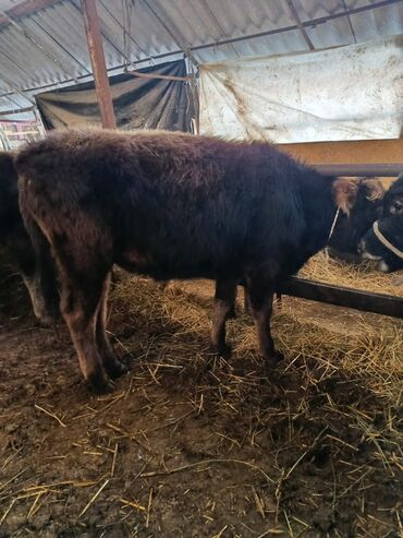 Коровы, быки: Продаю | Бык (самец) | Полукровка | На откорм | Привязанные — 11