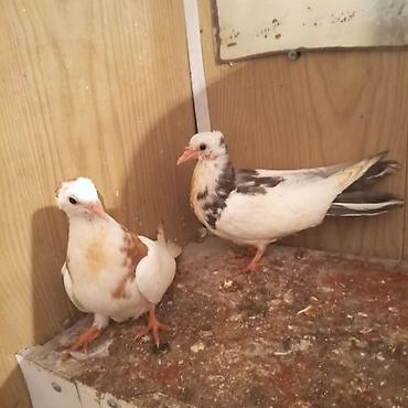 Göyərçinlər: Ağ baş göyerçin mayadi tək o 30 manatdi 3 balası balaların biri 10 — 4