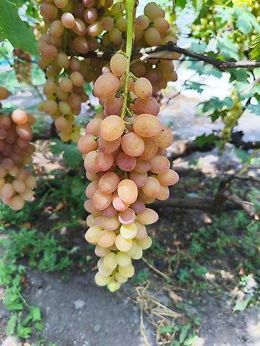 Виноград: Продаются саженцы. Сорт супер вкусного и большого винограда. Ризомат — 5
