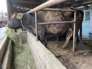 купить корову бишкек: Куплю | Коровы, быки | Самовывоз
