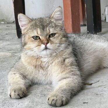 Təhsil, elm: Satış məsləhətçisi. 1 ildən az təcrübə