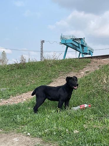 Отдам даром собаку: Собака даром: 3 месяца, Самка — 6