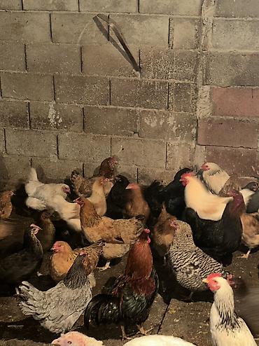 Птицы: Домашние куры — 3